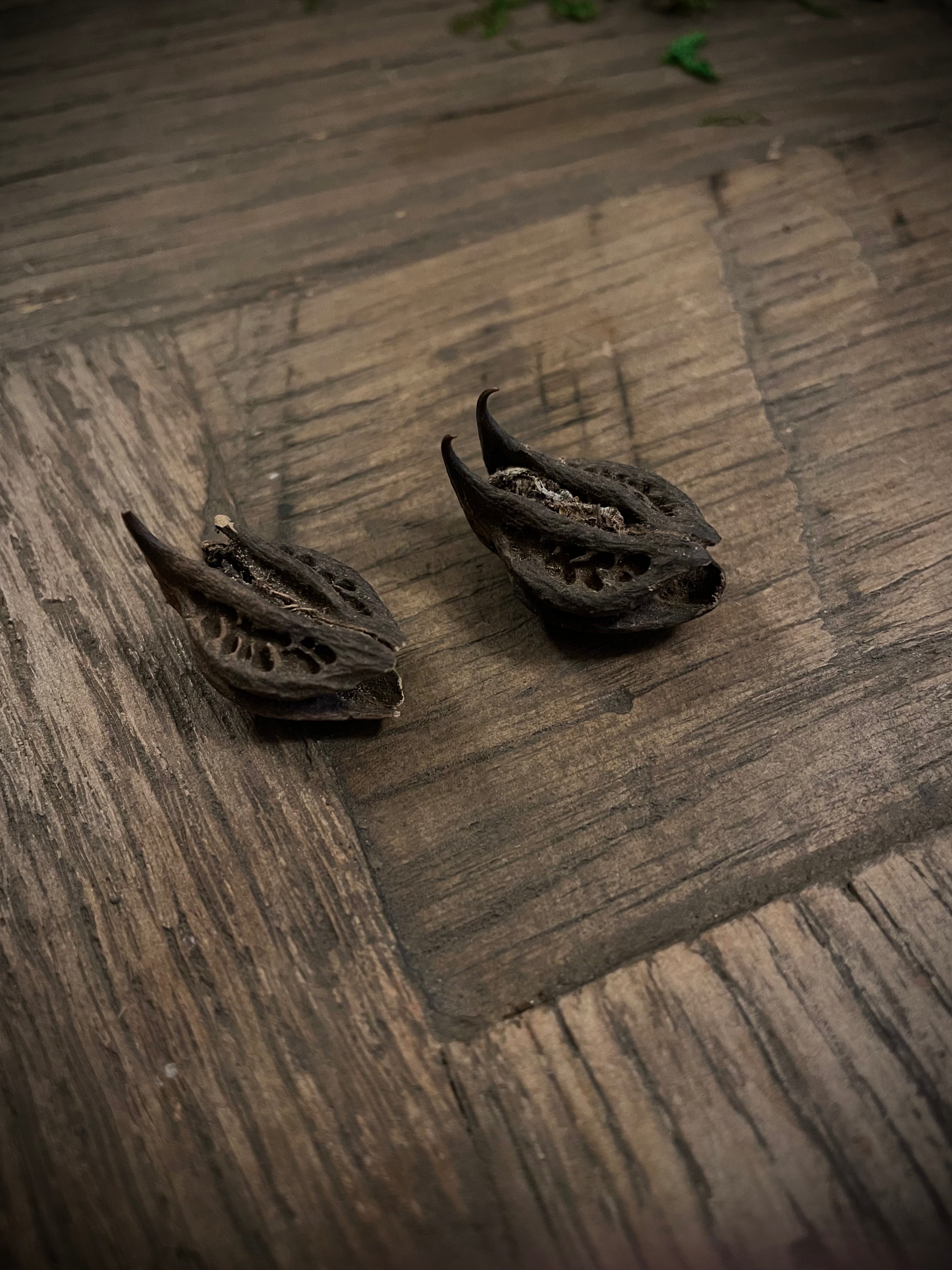 Bats Head Root Elfhame