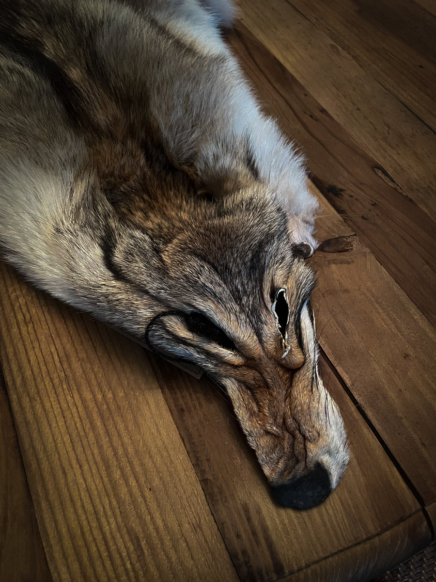 Coyote Pelt (Ethically Sourced)