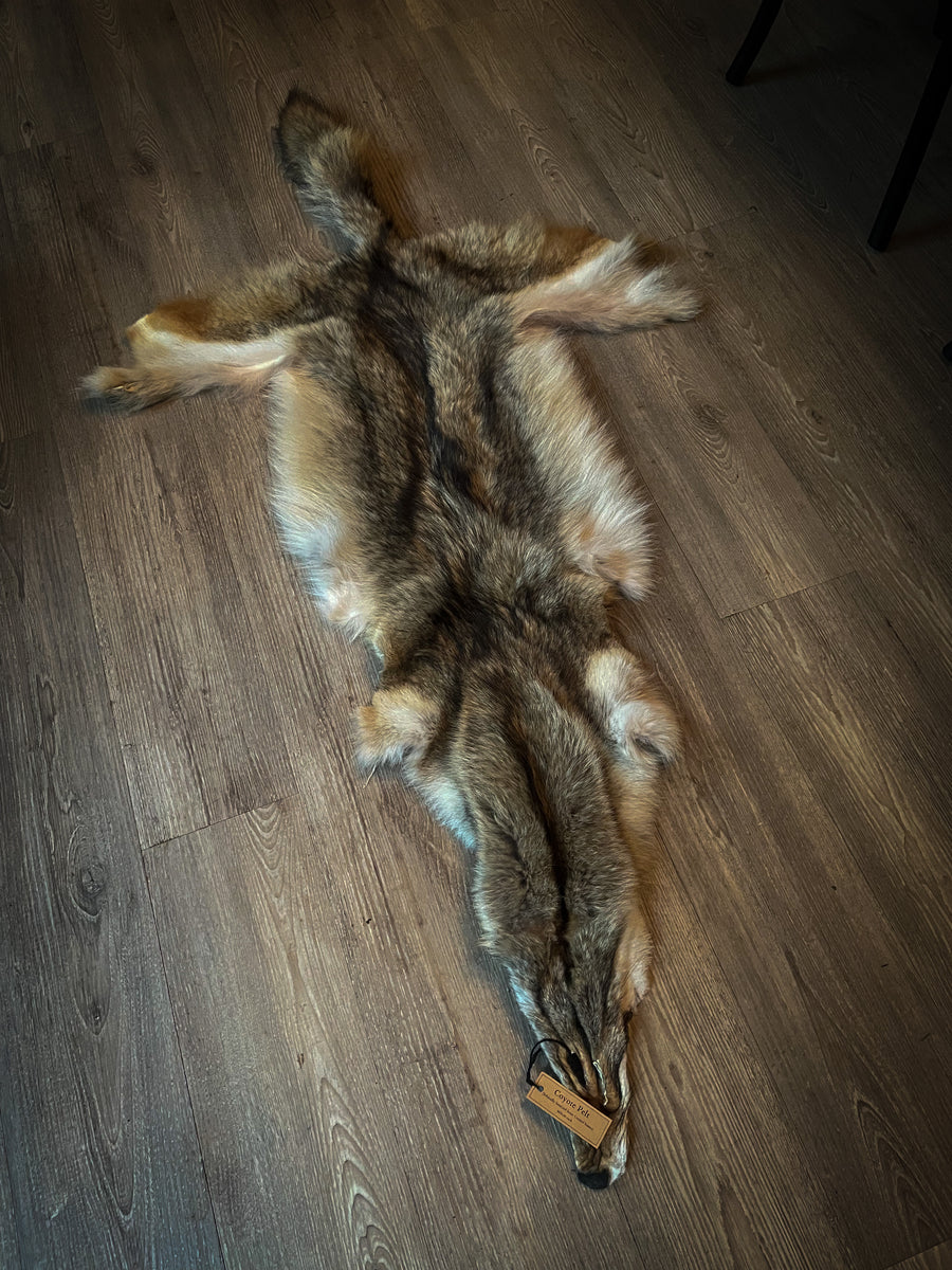 Coyote Pelt (Ethically Sourced)