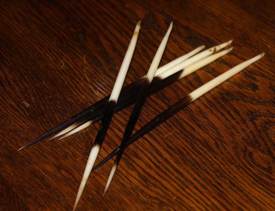 Porcupine Quill (Ethically Sourced)