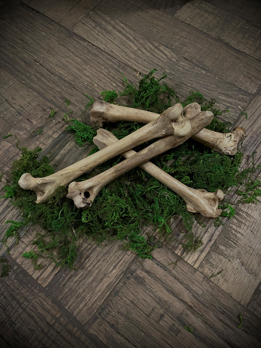 Fox Leg Bones (Ethically Sourced)