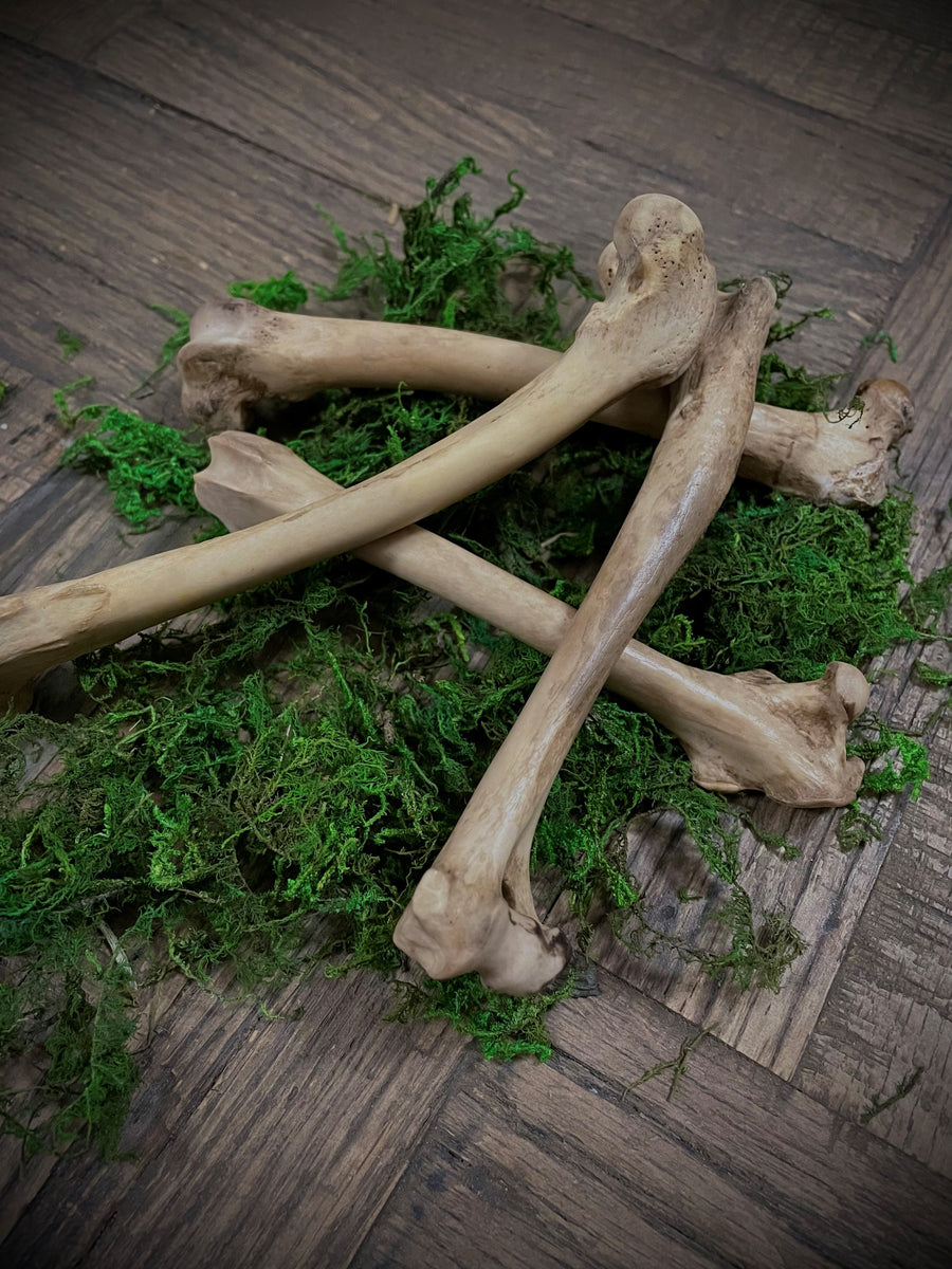 Fox Leg Bones (Ethically Sourced)