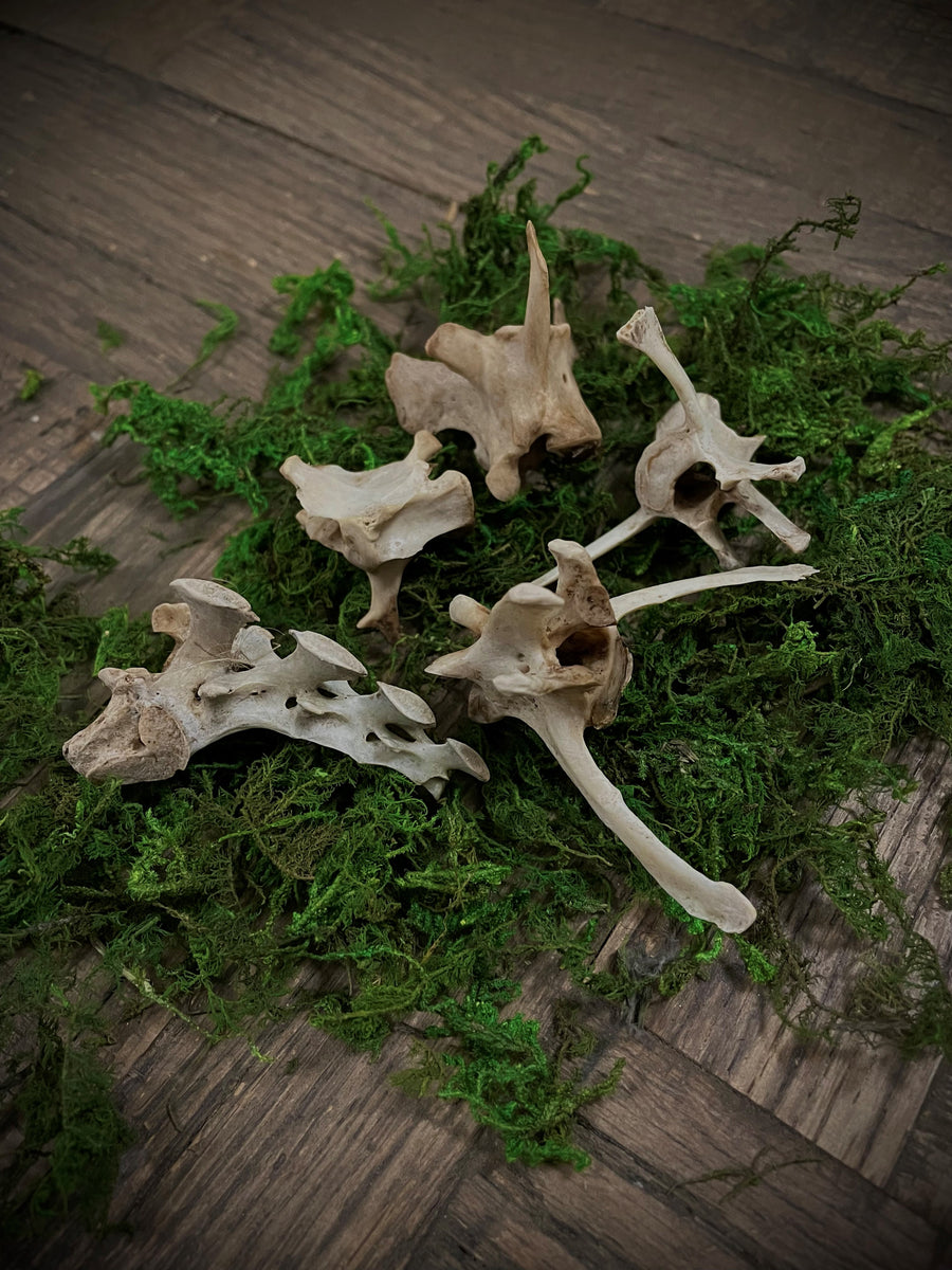 Fox Vertebrae Bones (Ethically Sourced)