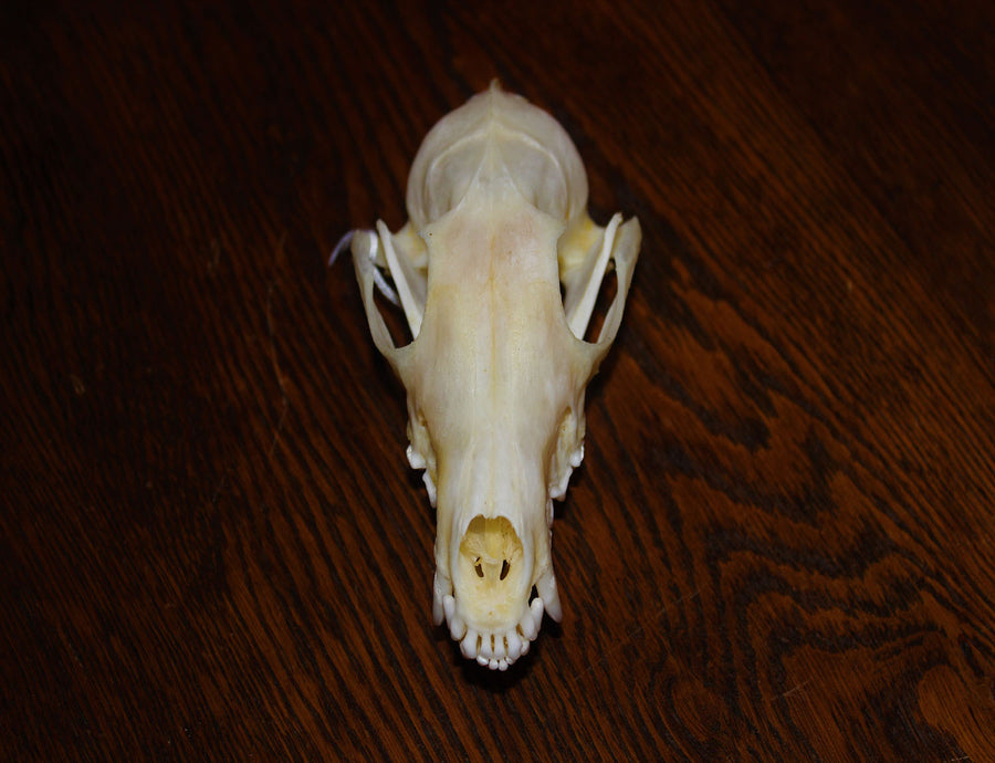 Grey Fox Skull (Ethically Sourced)