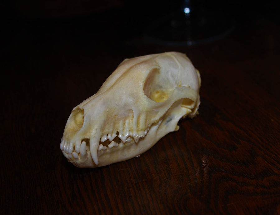 Grey Fox Skull (Ethically Sourced)