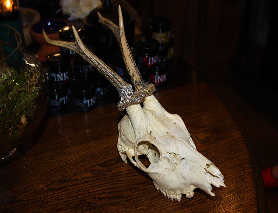 Deer Skull, Roe (Ethically Sourced)