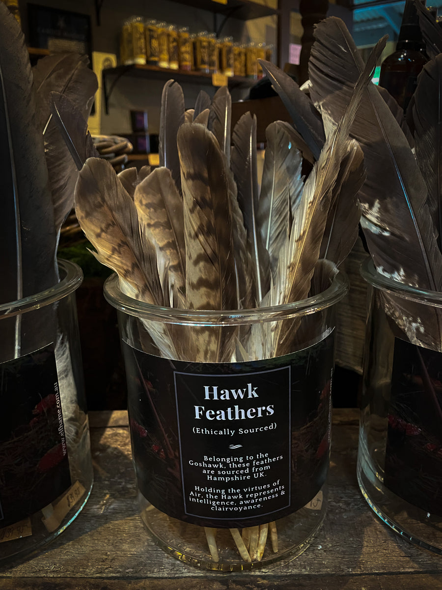 Feather, Hawk (Ethically Sourced)